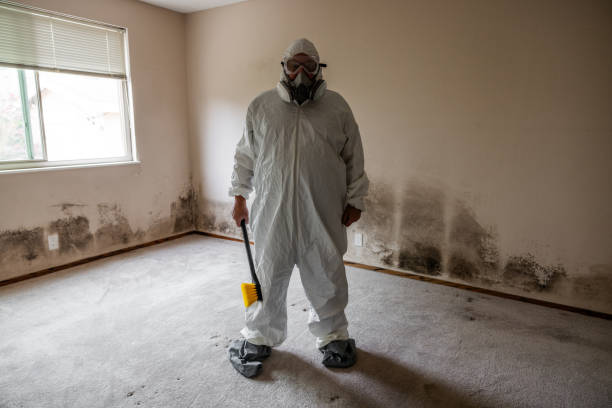 Professional Mold Removal in Walhalla, SC